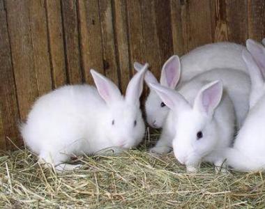 Бизнес с нуля по выращиванию кроликов